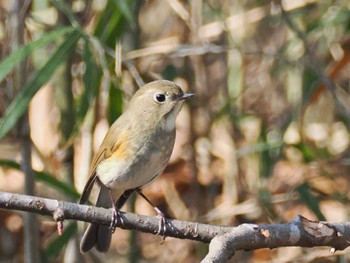 ルリビタキ 小宮公園(八王子) 2024年3月15日(金)