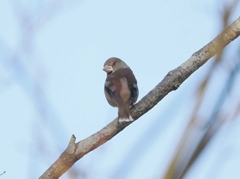 Hawfinch 神戸森林植物園 Fri, 3/15/2024