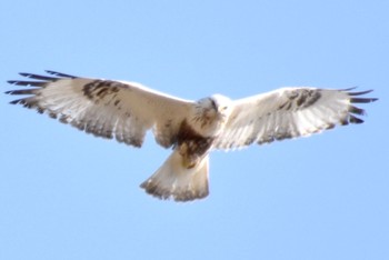 Rough-legged Buzzard 利根川 Fri, 3/15/2024