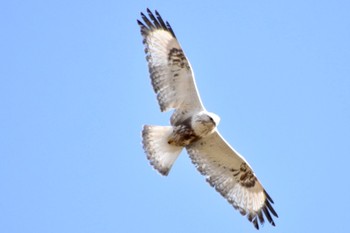 Rough-legged Buzzard 利根川 Fri, 3/15/2024