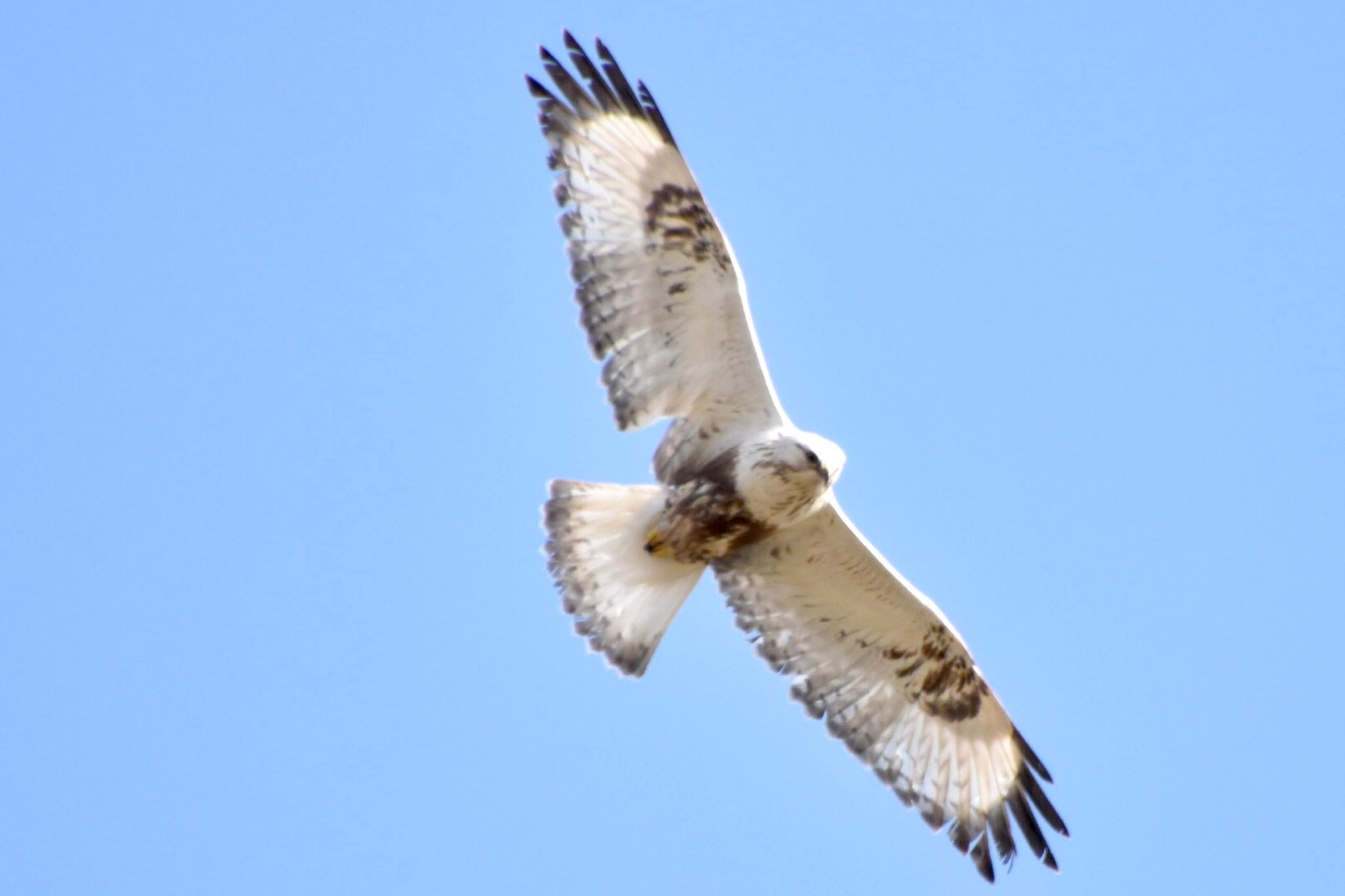 Rough-legged Buzzard