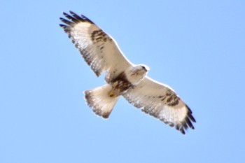 Rough-legged Buzzard 利根川 Fri, 3/15/2024