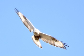 Rough-legged Buzzard 利根川 Fri, 3/15/2024