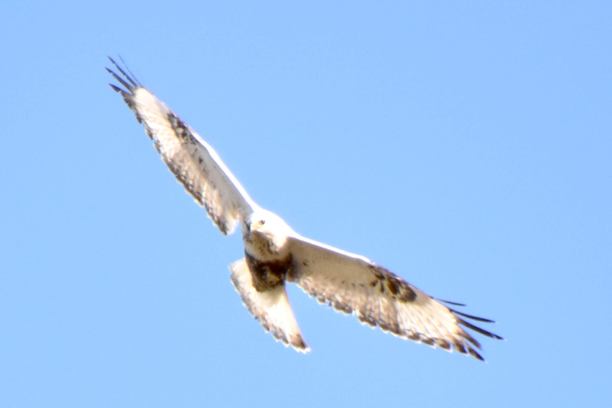 Photo of Rough-legged Buzzard at 利根川 by 遼太