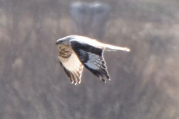 Rough-legged Buzzard 利根川 Fri, 3/15/2024