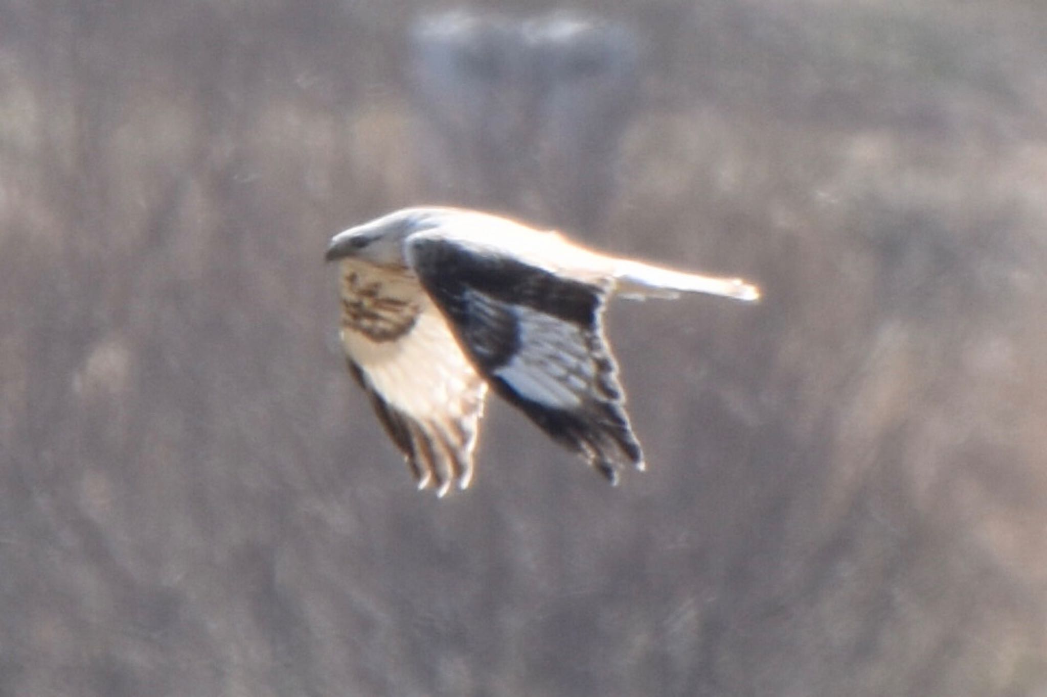 Rough-legged Buzzard