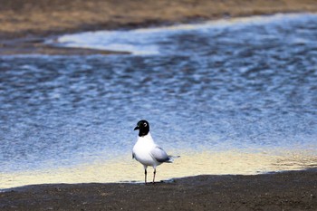 ズグロカモメ ふなばし三番瀬海浜公園 2024年3月15日(金)