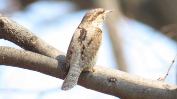 Eurasian Wryneck 宮田用水(蘇南公園前・江南市) Fri, 3/15/2024