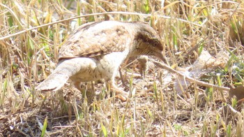 Eurasian Wryneck 宮田用水(蘇南公園前・江南市) Fri, 3/15/2024