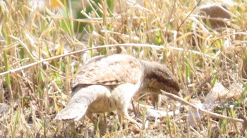 Eurasian Wryneck 宮田用水(蘇南公園前・江南市) Fri, 3/15/2024