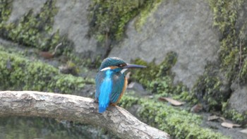 Common Kingfisher Nara Park Fri, 3/15/2024