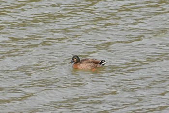 Mallard x Eastern Spot-billed Duck 雁の池(石川県珠洲市) Fri, 3/15/2024