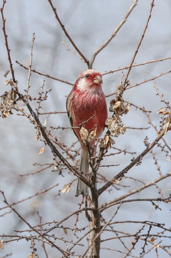 Pallas's Rosefinch 武庫川 Sun, 3/10/2024