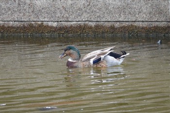 Unknown Species 台中都会公園(台湾) Sun, 1/28/2024