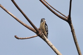 Grey-capped Pygmy Woodpecker 台中都会公園(台湾) Sun, 1/28/2024