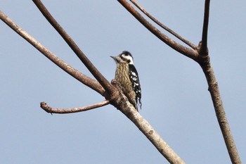 Grey-capped Pygmy Woodpecker 台中都会公園(台湾) Sun, 1/28/2024