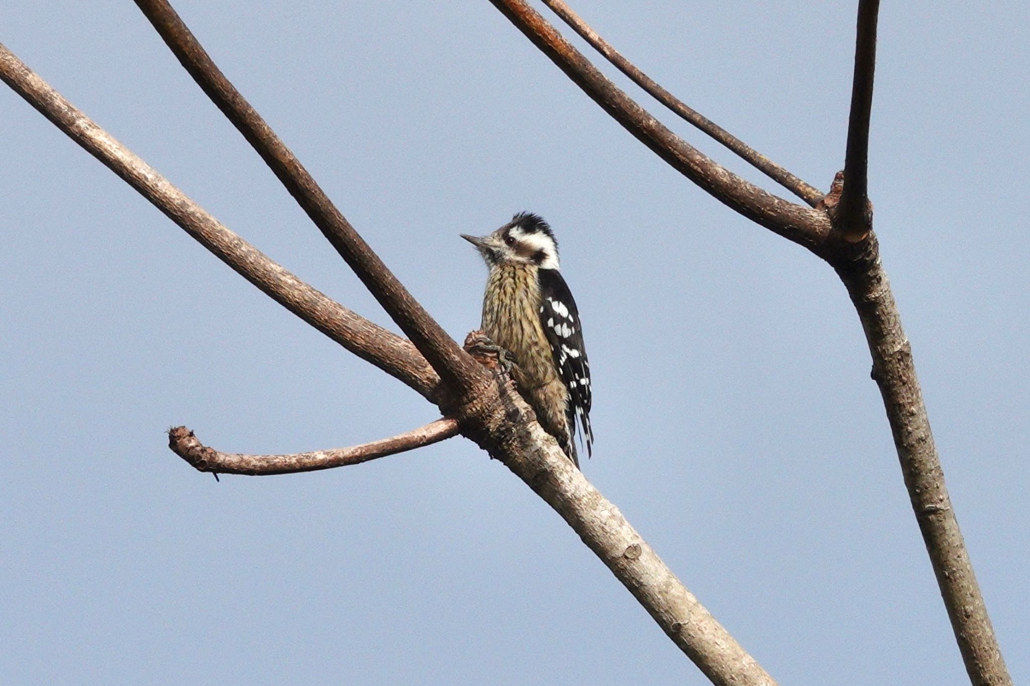 Grey-capped Pygmy Woodpecker