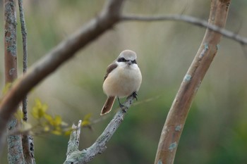 Brown Shrike(lucionensis) 台中都会公園(台湾) Sun, 1/28/2024