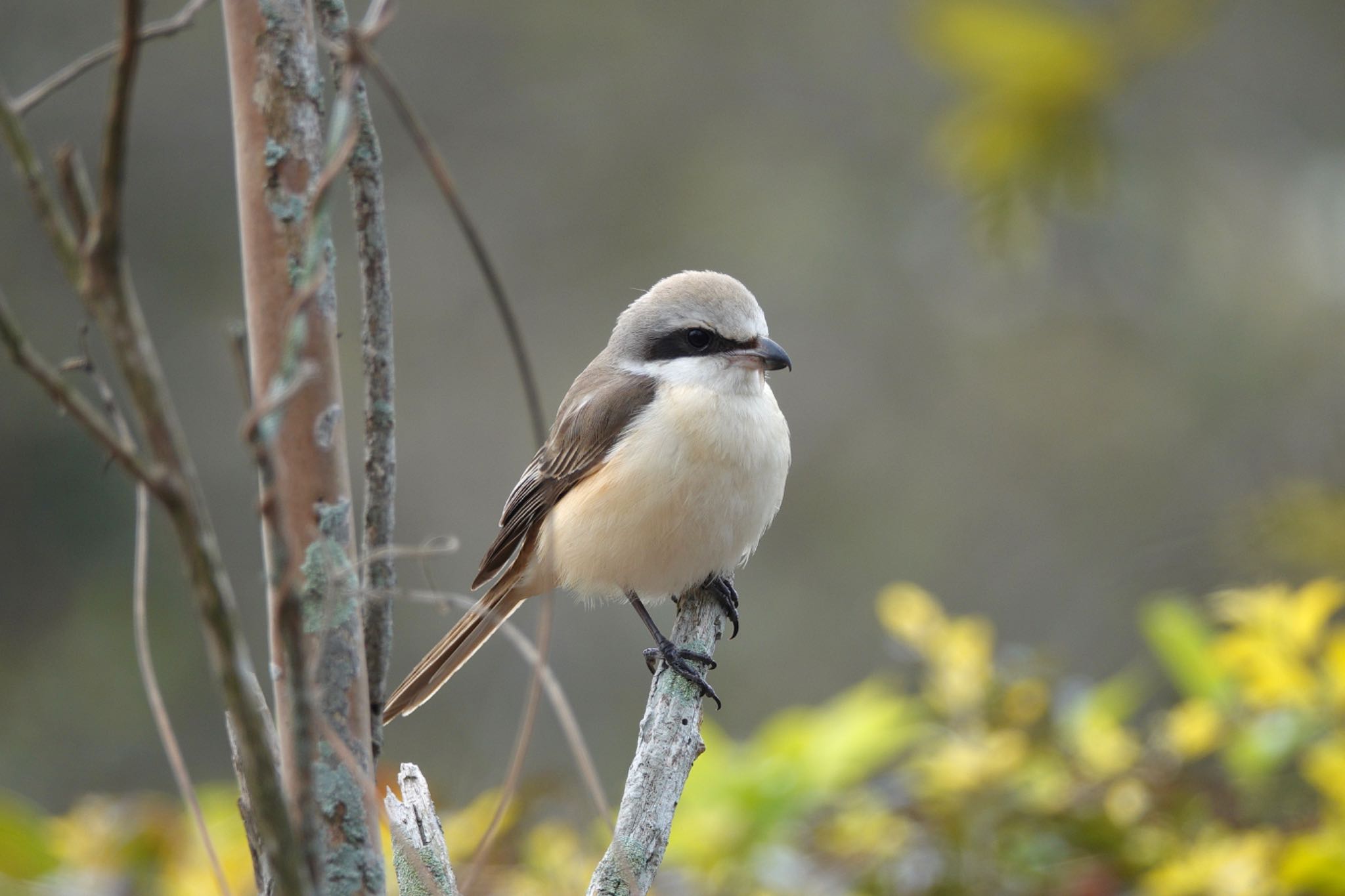 Brown Shrike(lucionensis)