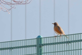 2024年3月15日(金) 上谷沼調整池の野鳥観察記録