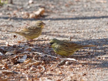 Masked Bunting 横浜市立金沢自然公園 Thu, 3/14/2024