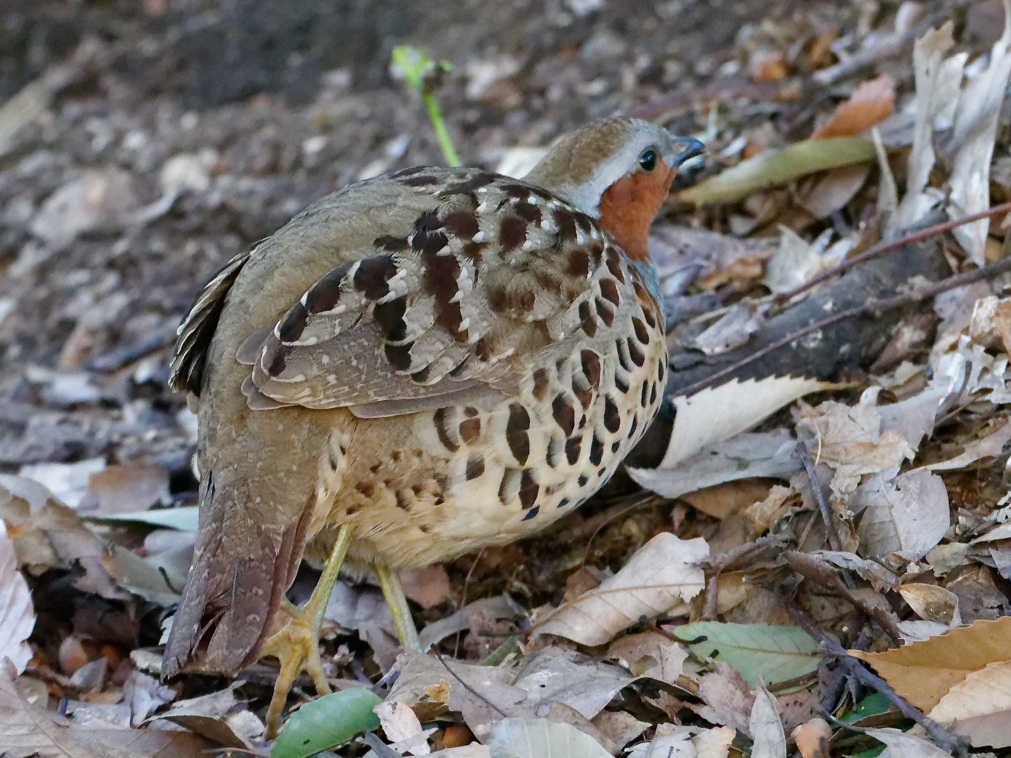 Photo of Chinese Bamboo Partridge at 横浜市立金沢自然公園 by しおまつ