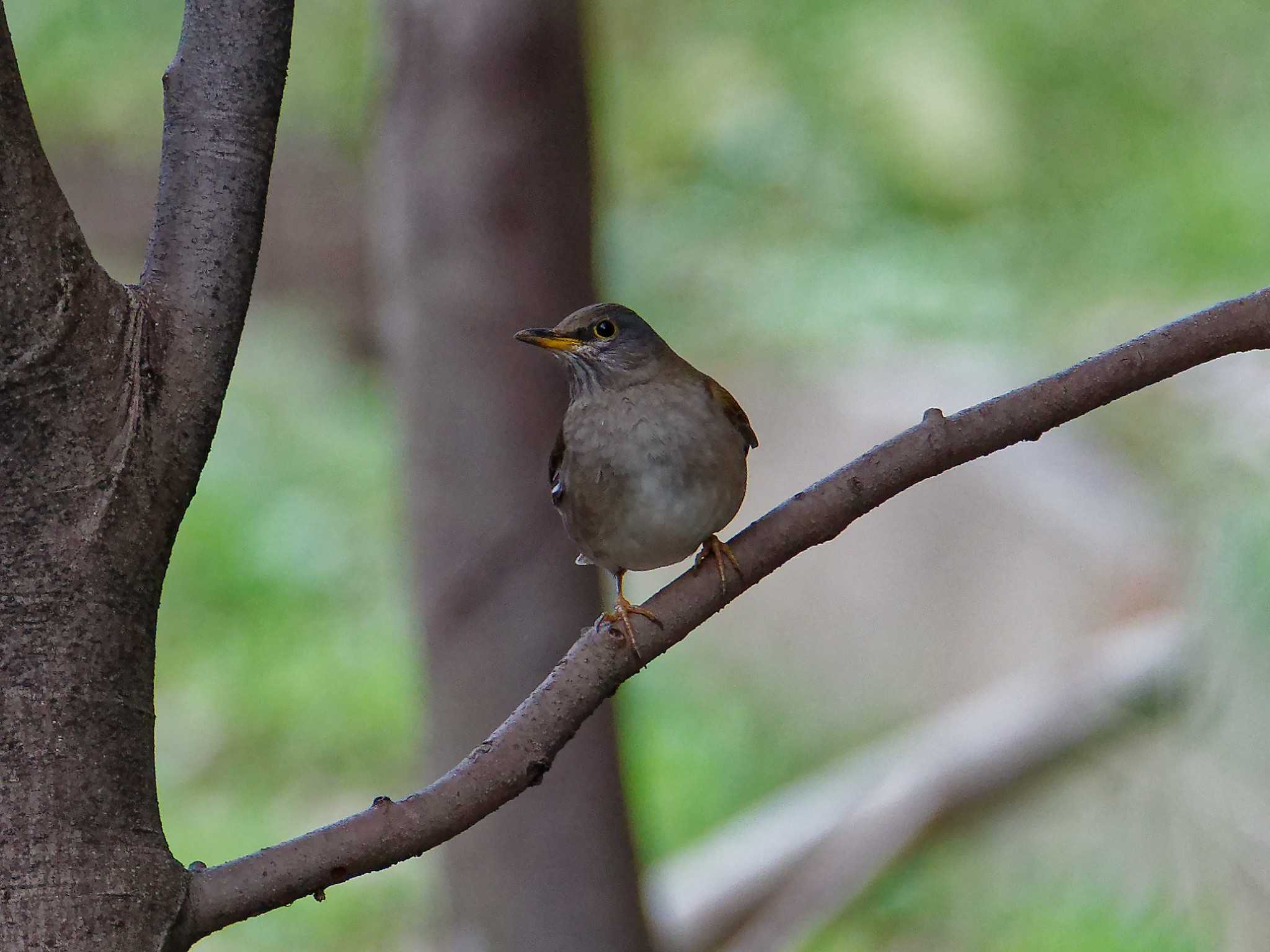 Photo of Pale Thrush at 横浜市立金沢自然公園 by しおまつ