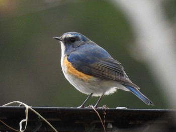 2024年1月2日(火) 秋ヶ瀬公園の野鳥観察記録