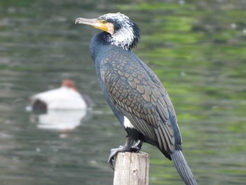 カワウ 長浜公園 2024年1月3日(水)