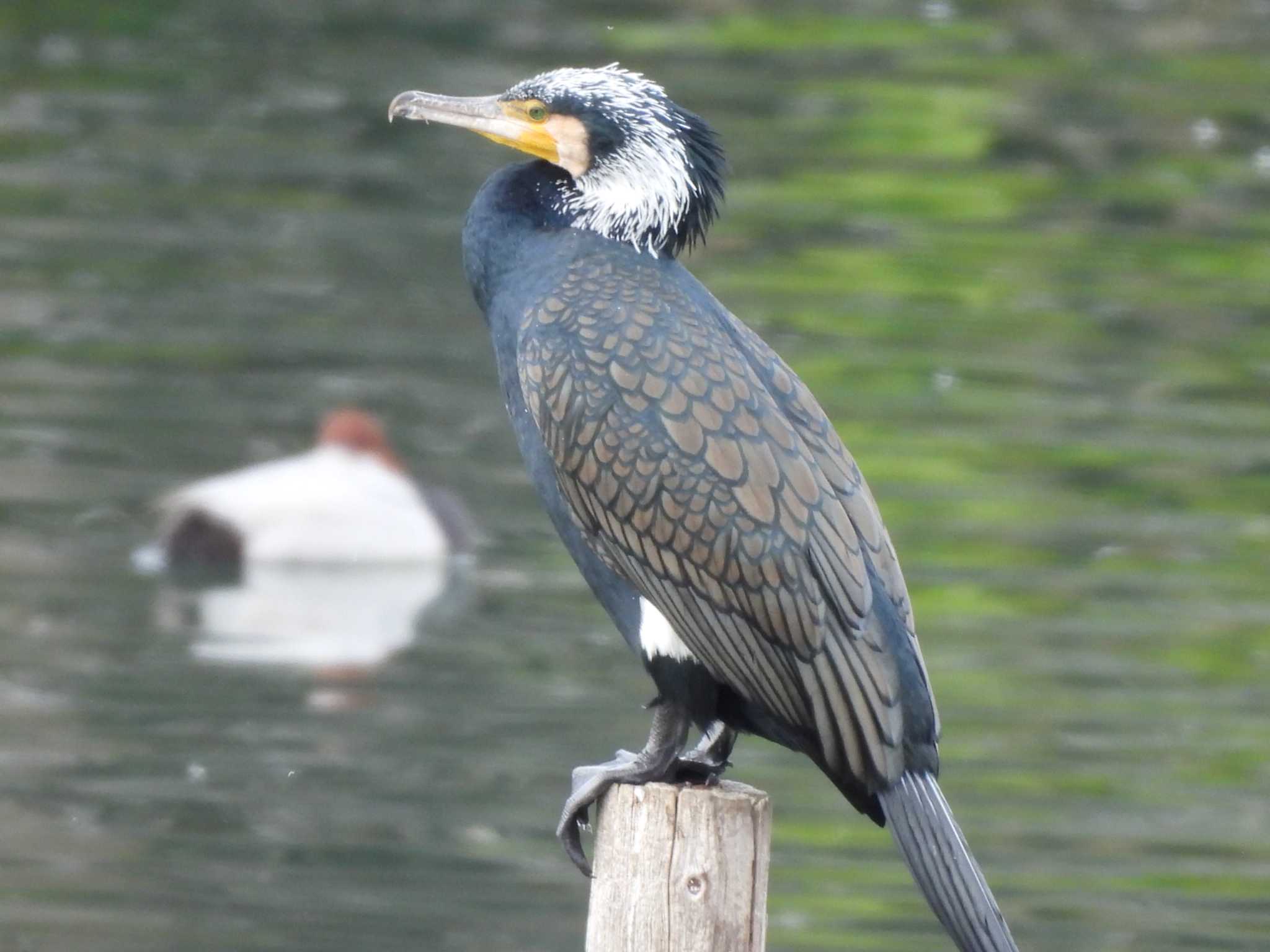 長浜公園 カワウの写真 by つんこ