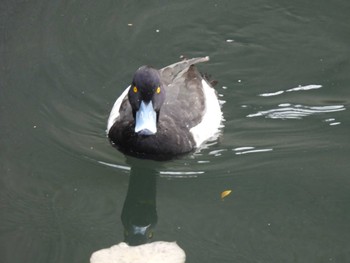 キンクロハジロ 長浜公園 2024年1月3日(水)