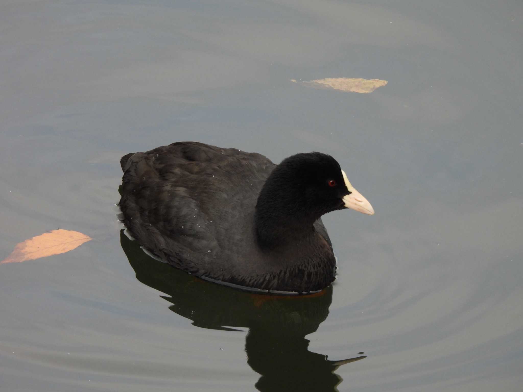 長浜公園 オオバンの写真 by つんこ