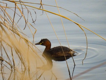 Little Grebe 岐阜市 Fri, 3/15/2024