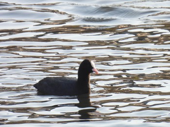 Eurasian Coot 岐阜市 Fri, 3/15/2024