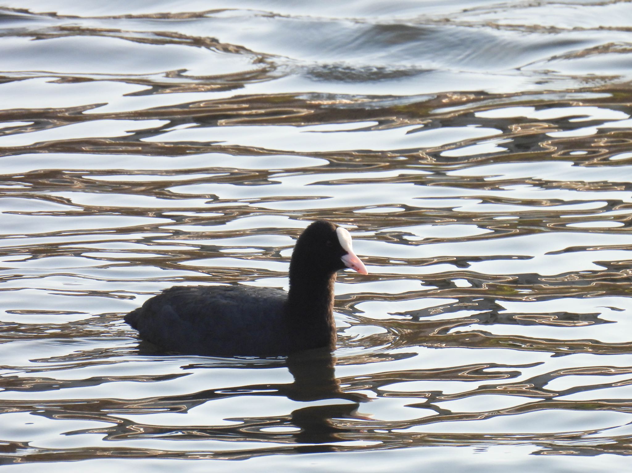 Photo of Eurasian Coot at 岐阜市 by じゃすみん 岐阜ラブ❤︎