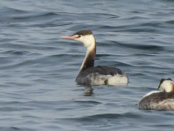 2024年1月3日(水) 野島公園の野鳥観察記録