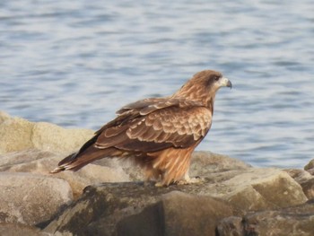 トビ 野島公園 2024年1月3日(水)