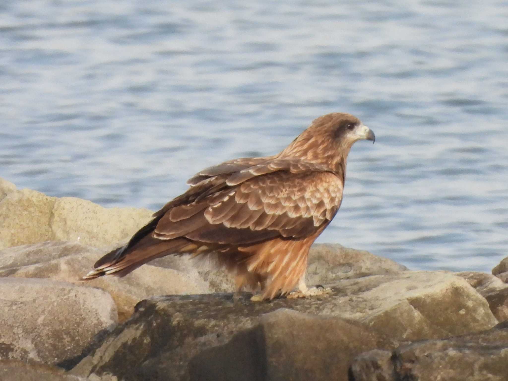 Black Kite