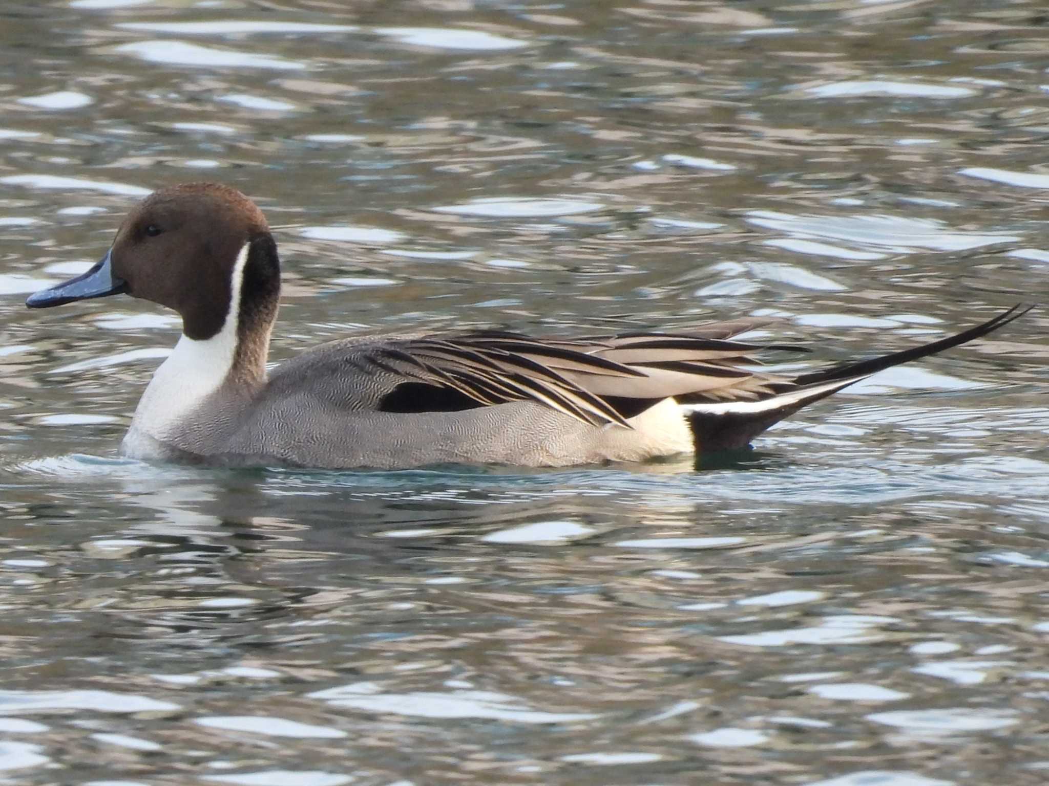 Northern Pintail