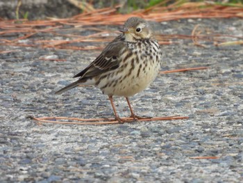 Water Pipit 野島公園 Wed, 1/3/2024