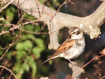 ツグミ 茅ヶ崎里山公園 2023年12月30日(土)