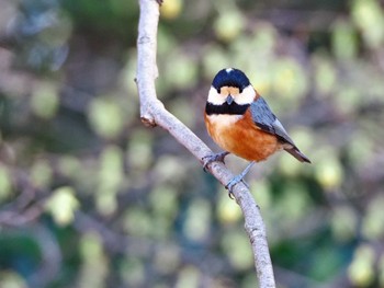 Varied Tit Unknown Spots Thu, 3/14/2024