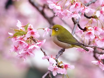 Warbling White-eye Unknown Spots Fri, 3/1/2024