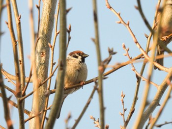 Eurasian Tree Sparrow 岐阜市 Fri, 3/15/2024