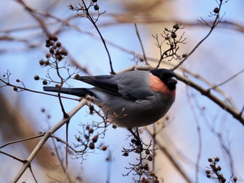 Eurasian Bullfinch(rosacea) Hayatogawa Forest Road Wed, 3/13/2024