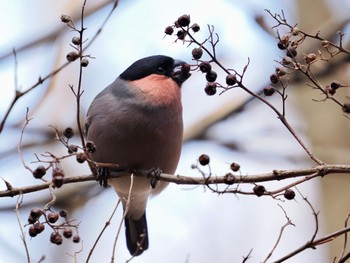 Eurasian Bullfinch(rosacea) Hayatogawa Forest Road Wed, 3/13/2024