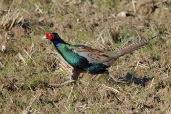 Green Pheasant 愛知県 Wed, 3/13/2024