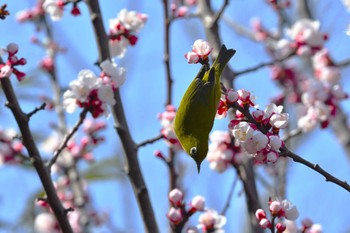 Warbling White-eye Hikarigaoka Park Fri, 3/15/2024