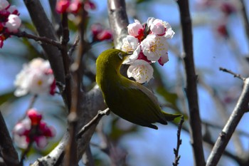 Warbling White-eye Hikarigaoka Park Fri, 3/15/2024