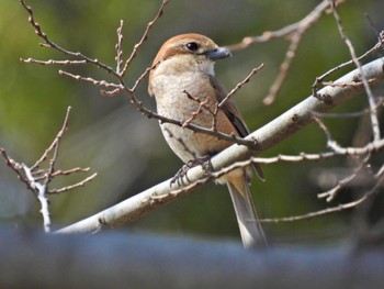 Bull-headed Shrike Fujimae Tidal Flat Thu, 3/14/2024